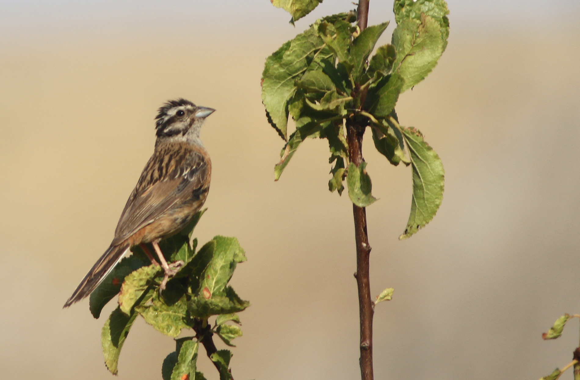 Rock Bunting